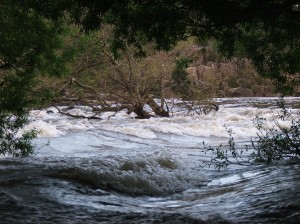 Gorge  tree