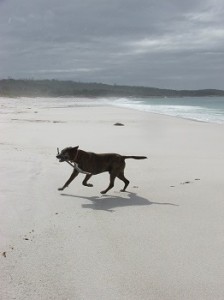 henry_beach1small
